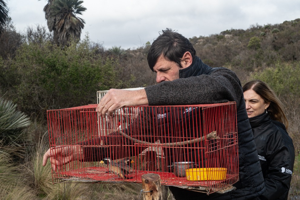 Más de 50 animales silvestres volvieron a su hábitat en Córdoba