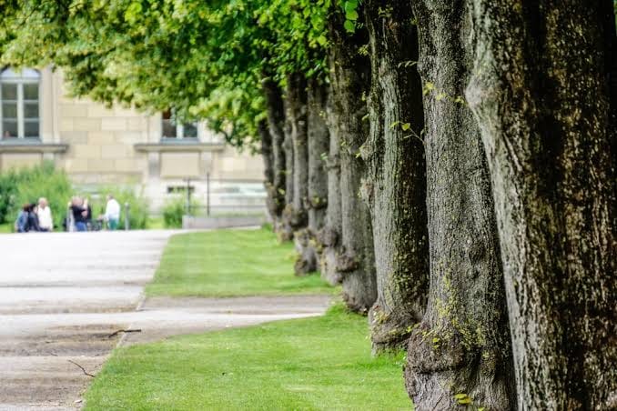 AMBIENTE: ÚLTIMOS DÍAS PARA CONCLUIR TAREAS DE PODA