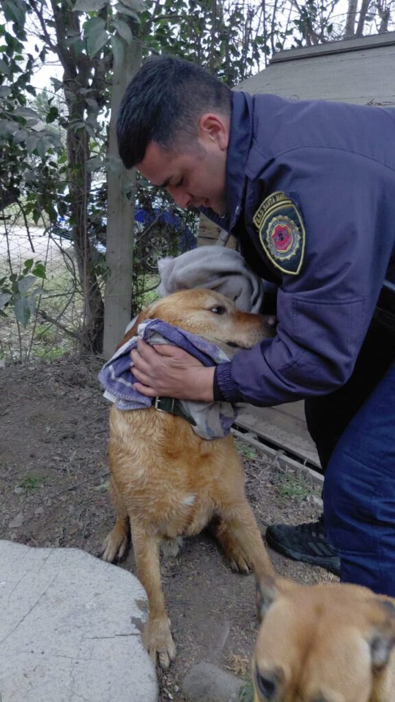 RESCATE DE URGENCIA: SALVARON A UN PERRO DE UNA PILETA