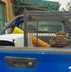 NUEVOS ALLANAMIENTOS POR MALTRATO ANIMAL EN ALTA GRACIA