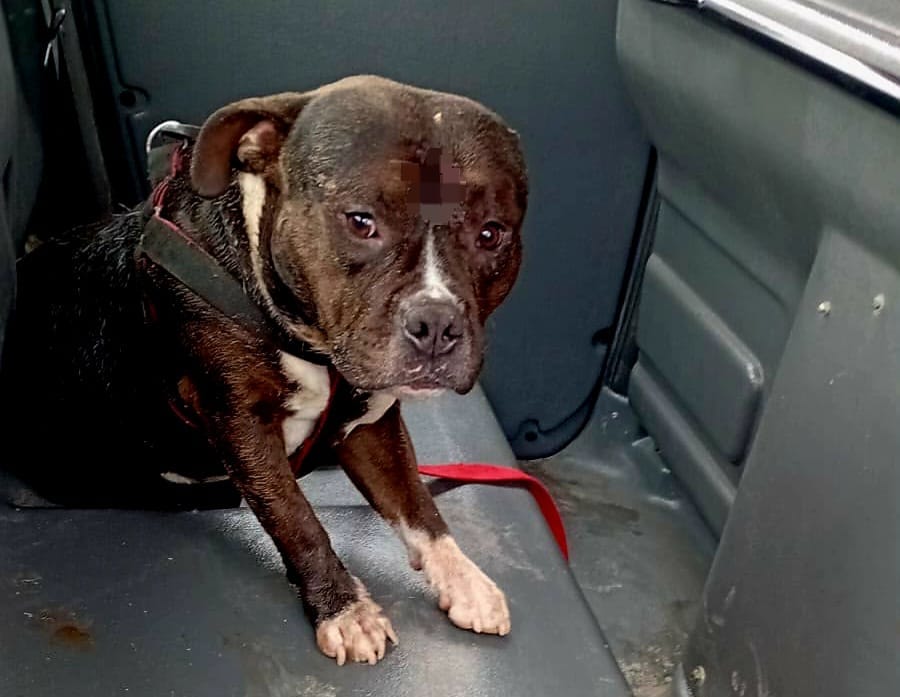 Tensión en Valle Alegre: retiraron preventivamente a un perro tras un episodio de agresividad